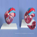 Modelo de demostración de anatomía médica del corazón humano (R120105)